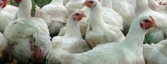 دجاج الكيان ملوث بالسالمونيلا ويتم بيعه محلياً فقط