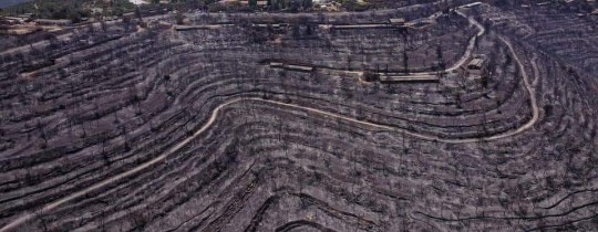 أنماط الزراعة الفلسطينية التقليدية