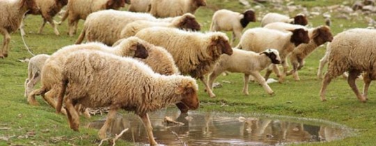 من  أسباب الاصابة عدم تطعيم الماشية