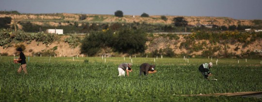 مجموعة من المزارعين شرق القطاع