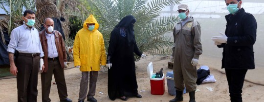 جانب من عملية اعدام الطيور- تصوير: وكالات