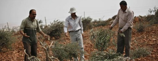 اعتداء للمستوطنين