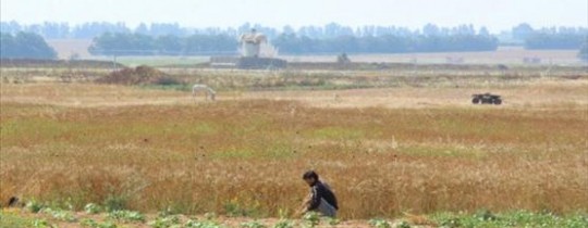 فتى فلسطيني يحصد ارضه شرق خانوينس