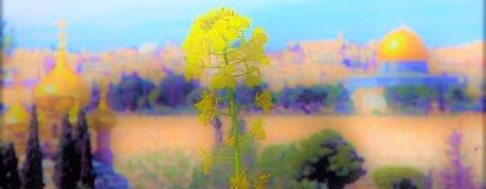 21765117_1925447247729422_8849495469438019028_n