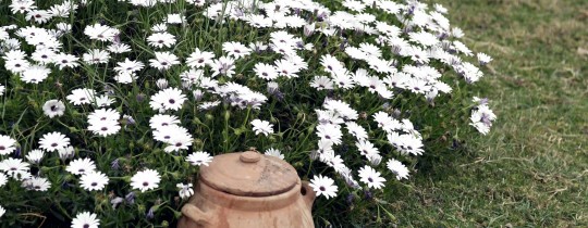 أزهار الربيع