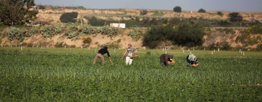 أراضٍ زراعية شرق غزة