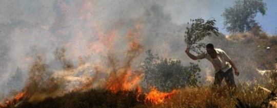مستوطنون يعتدون على أراضٍ زراعيّة جنوبي نابلس