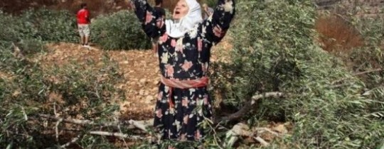 مستوطنون يعتدون على أراضٍ شرقي الخليل
