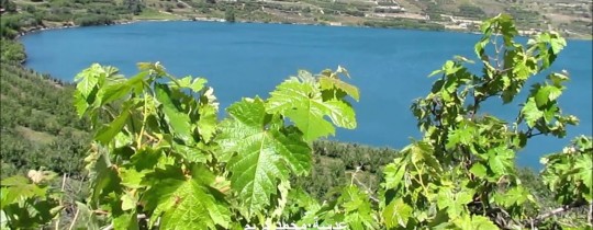  21% من محصول العنب "الكرمة" تستحوذ عليها إسرائيل من المنطقة المحتلة بالهضبة