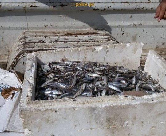 ضبط 70 كيلو سمك فاسد وسط قطاع غزة