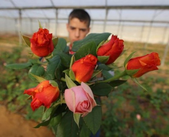 ورد غزة - ارشيف