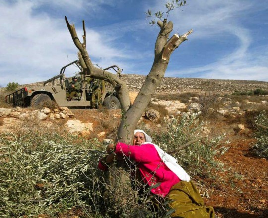سياسة ممنهجة يتّبعها الاحتلال في اقتلاع الأشجار وتدمير أراضي الفلسطينيين في محاولة لتهجيرهم عبر التنكيل بهم والتضييق عليهم