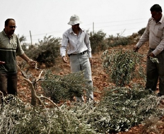تخريب اشجار في الضفة المحتلة