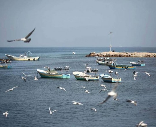 ميناء غزة - ارشيف الهدف