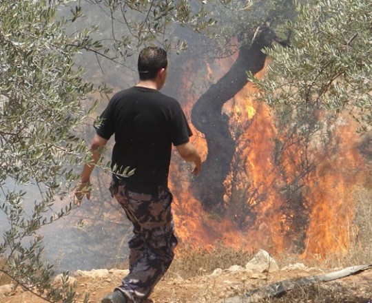 يعتدي المستوطنون على المزارعين بكل الطرق الممكنة