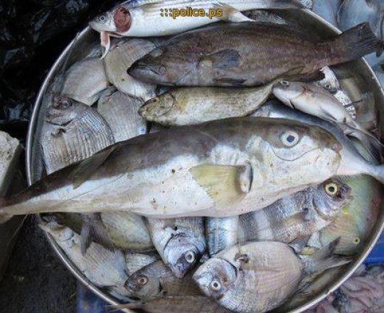 سمك الأرنب السام