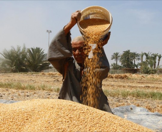 القمح المصري