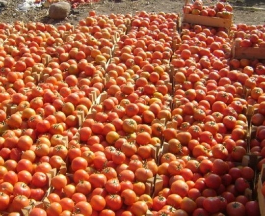 محاصيل البندورة - أرشيف 