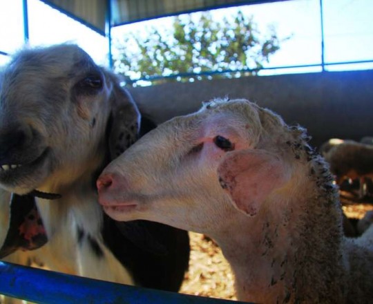 تصوير: طارق مسعود