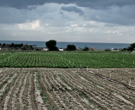 الأراضي الزراعية الفلسطينية 
