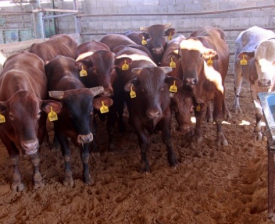 الأضاحي في غزة 