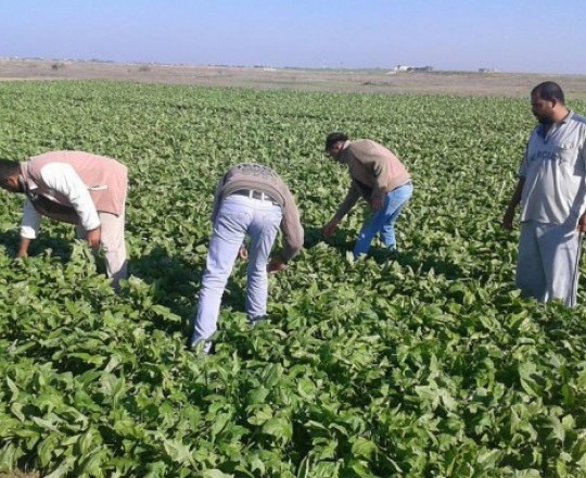 تعبيرية-المحاصيل الزراعية على الشريط الحدودي