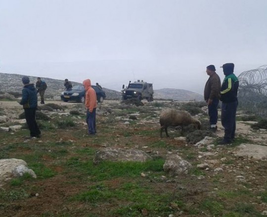 قوات الاحتلال تحتجز راعي أغنام فلسطيني لساعات في الأغوار الشمالية