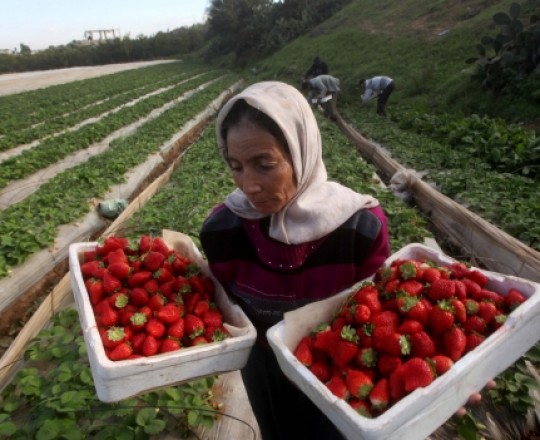 الإحصاء: شكلت الصادرات الى 