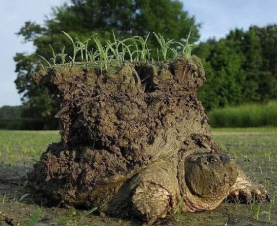  التقطت صورة تُظهر سلحفاة تحمل على ظهرها عالم حي صغير