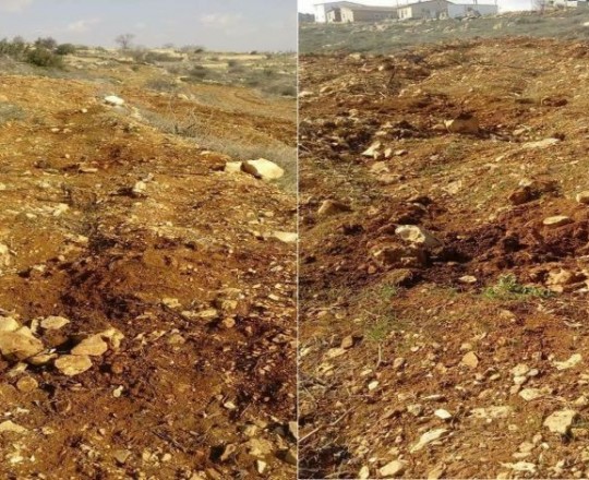 اقتلاع شتلات زيتون - صورة من الأرشيف