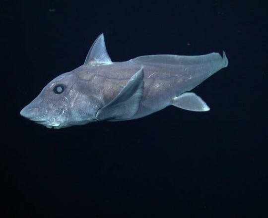 القرش الشبح