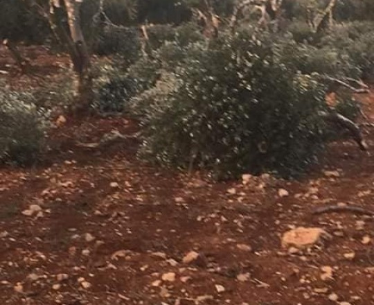 من اعتداء المستوطنين 
