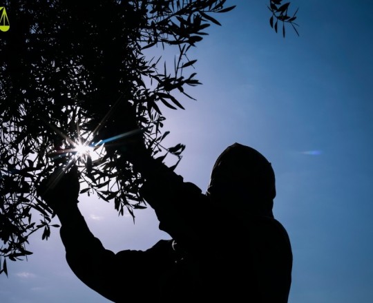 مزارع فلسطيني