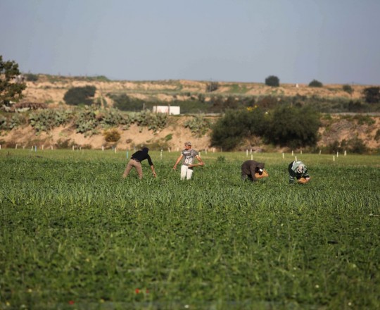 مزارعون يعملون بأرضهم - ارشيف