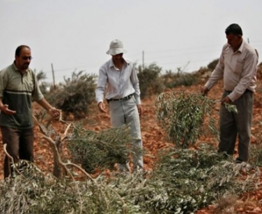 أرشيفية