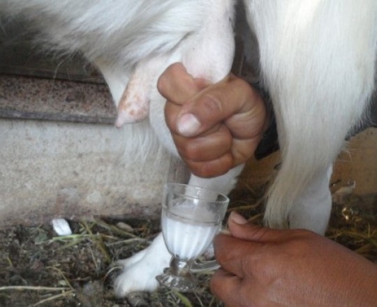 الجدي الحلوب