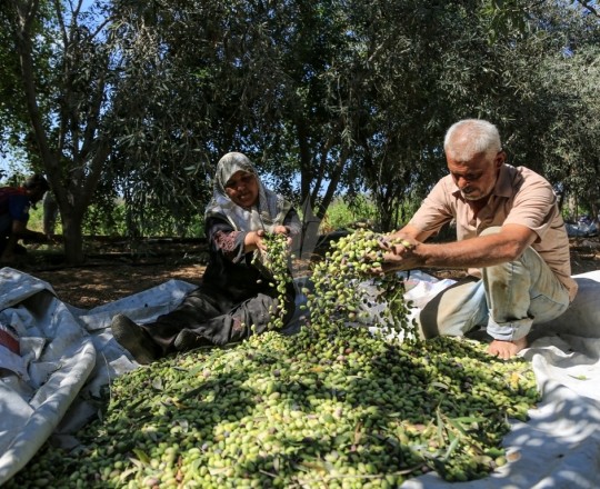 قطف الزيتون