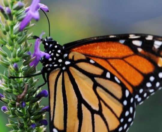 الفراشة الملكيّة