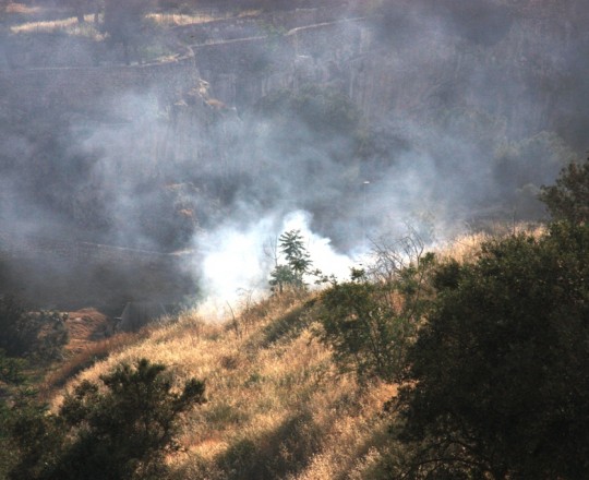 أرشيف: تسببت موجة الحر الحالية بشبوب حرائق في أشجار الزيتون