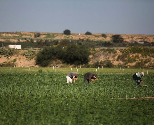مجموعة من المزارعين شرق القطاع