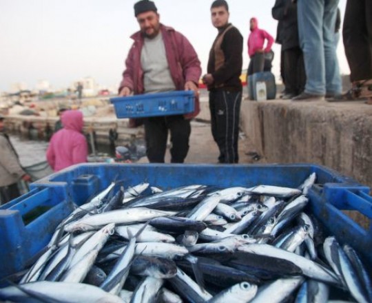 صيادي فلسطيني يخرج بغلته من السمك