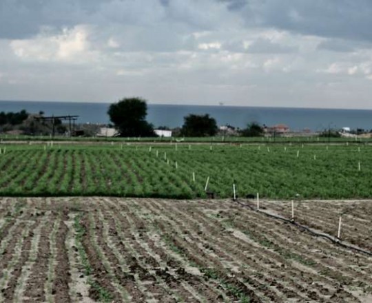 أراضي زراعية