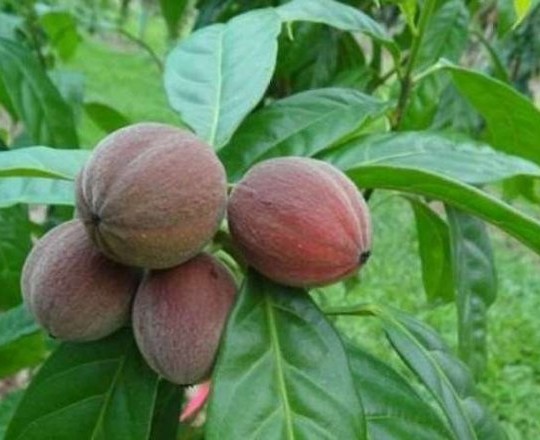 ثمرة التوت الاستوائية، من أشجار 