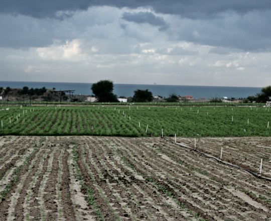 الأراضي الفلسطينية