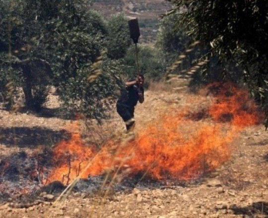 أرشيقية