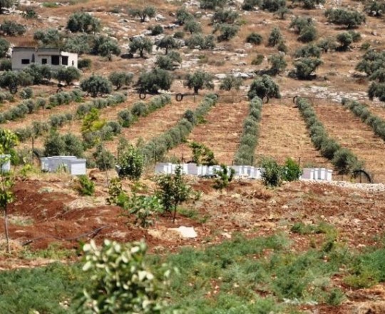 ائتلاف "أمان" يُطالب بالتحقيق في استغلال مسؤولين نفوذهم لسرقة أراضي الدولة