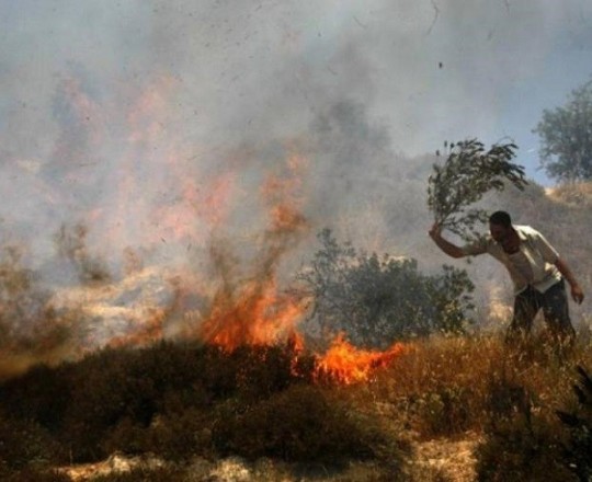 مستوطنون يعتدون على أراضٍ زراعيّة جنوبي نابلس