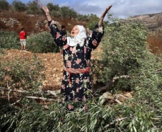 مستوطنون يعتدون على أراضٍ شرقي الخليل