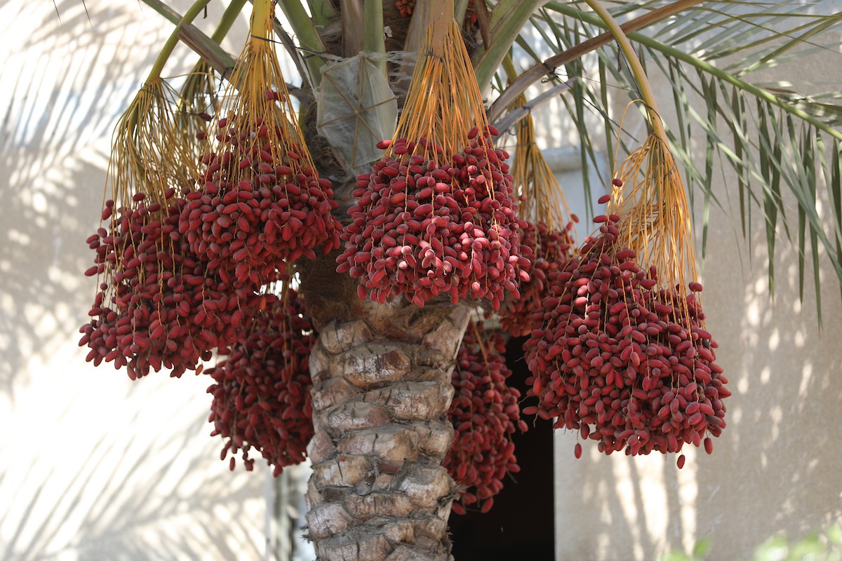 041026_Deir_El-Balah_HJ_00(33).jpg